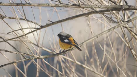 eastern yellow robin  poops - back view