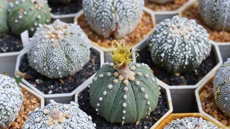 various cacti in pots at a market