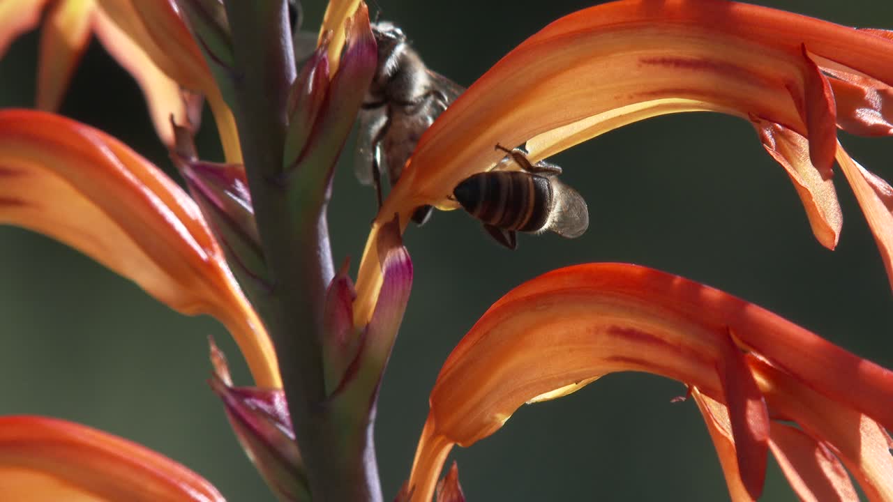 cerca de abejas polinizando una flor roja y amarilla en un jardín.