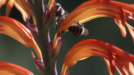 Close-up-of-bees-pollinating-a-red-and-yellow-flower-in-a-garden