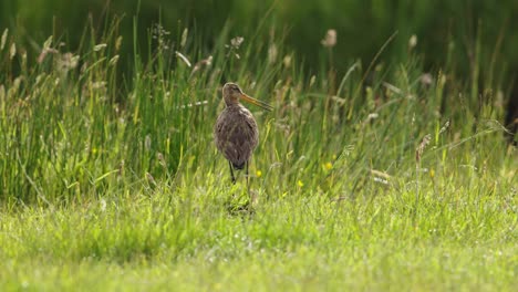 black-tailed godwit standing, squawking, looking around, long green grass, lake store, soft breeze, slow motion