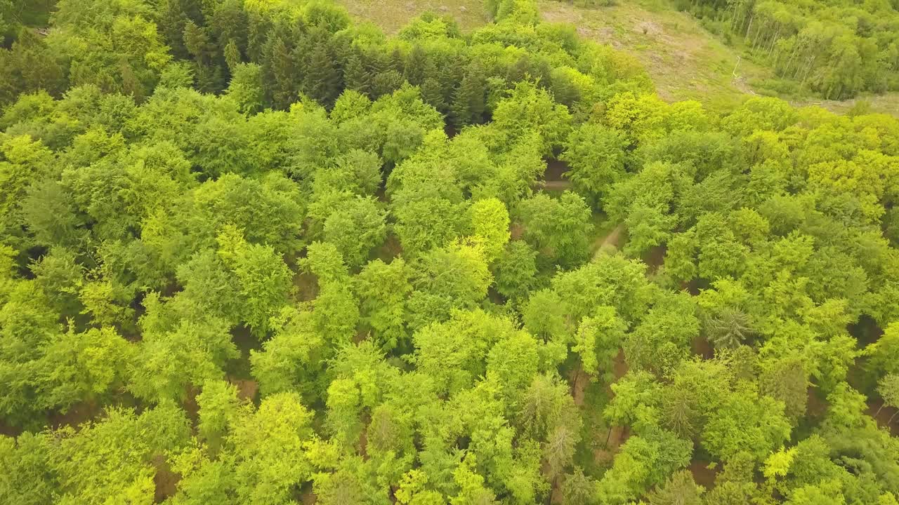 Rising up above the trees in castle neroche Forrest, Somerset, United Kingdom.