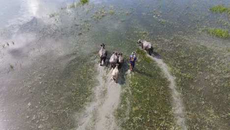 granjero pastoreando búfalos en un arrozal inundado en bangladesh