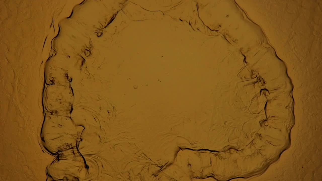 A microscopic pond creature goes about being a microscopic pond creature, maybe or maybe not - For more, search "AbstractVideoClip" using the quotes