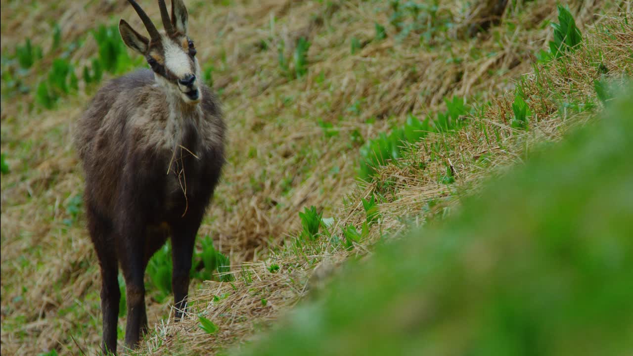 섀미 가죽이 공격적으로 풀을 우적우적 씹고 있습니다.