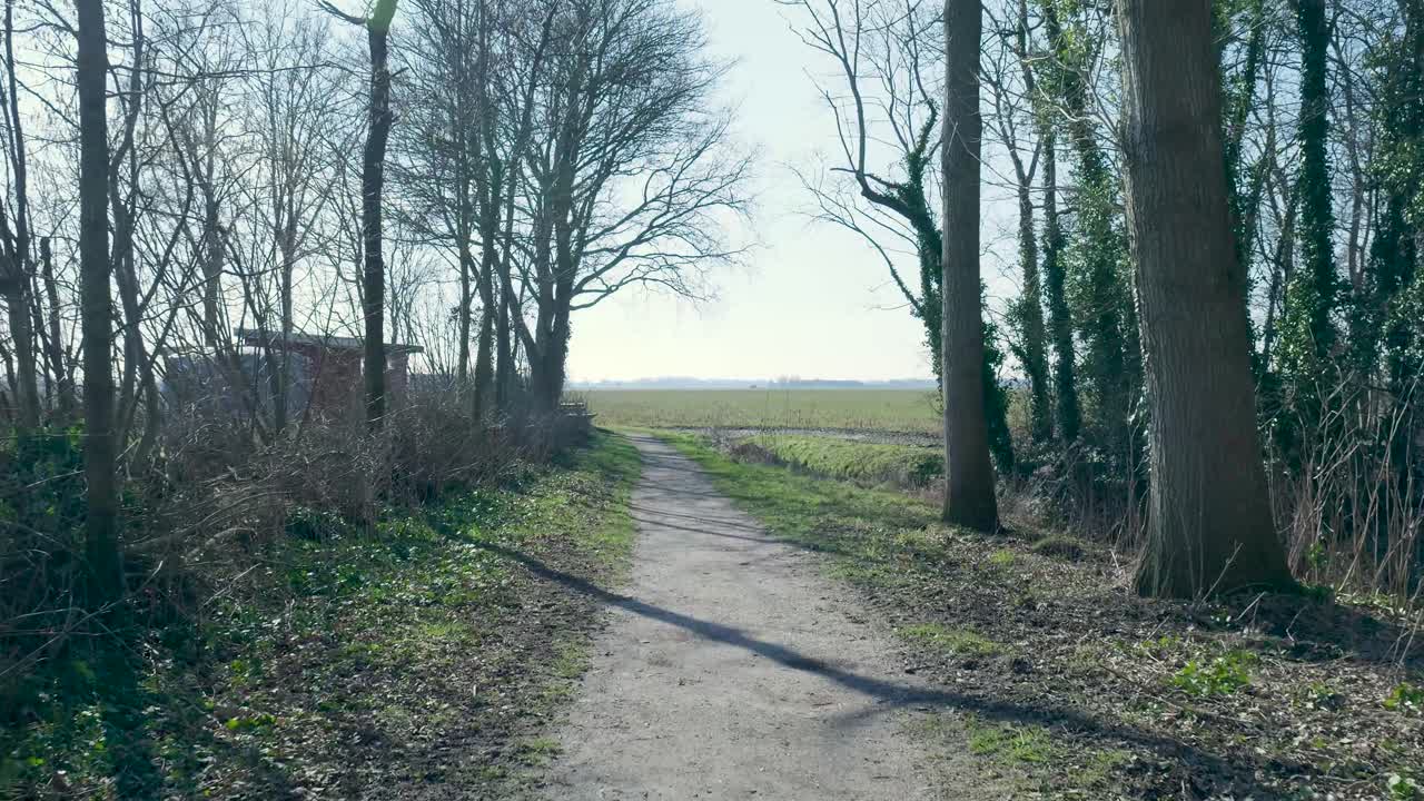 Dirt Path Leading Through Trees to an Open Field on a Sunny Day