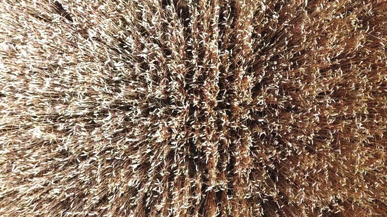 익은 밀 ⁇   ⁇  위 에 대한 공중 비행 여름 4k