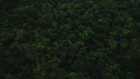 Aerial-view-temple-in-asian-jungle