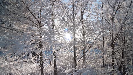 白雪覆盖了树枝,而一些雪因阳光而融化,并落在植物上