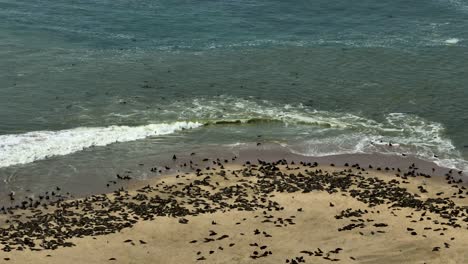 Focas-De-Namibia-En-La-Playa-De-La-Península-De-Pelican-Point,-áfrica---Antena