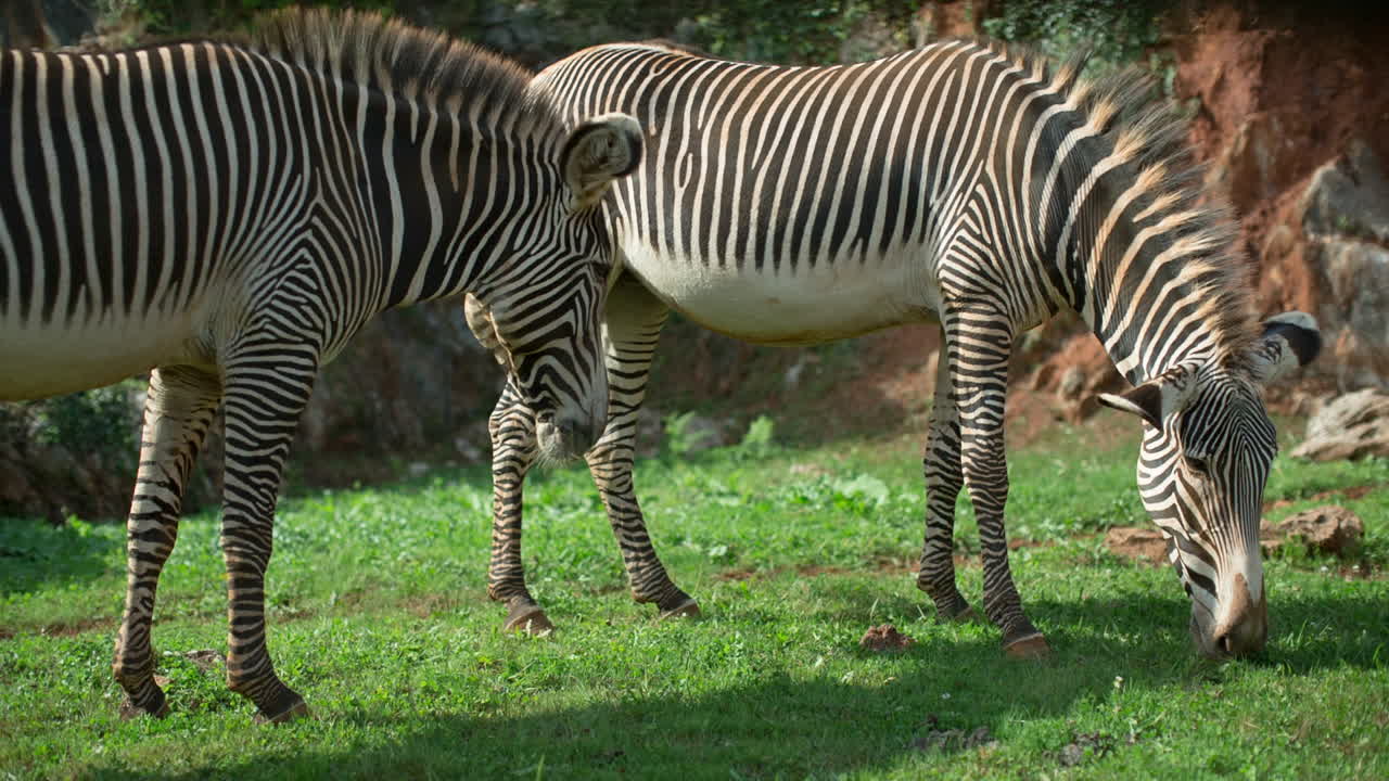 얼룩말 그레이비 01