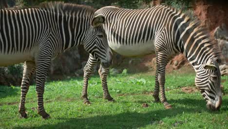 Zebra-Grevy-01