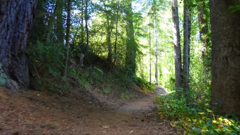 Walking-through-beautiful-forest-in-summertime-past-wild-flowers-in-shadows-of-pine-trees---Hanmer-Forest