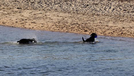 dog enjoying water at brighton beach