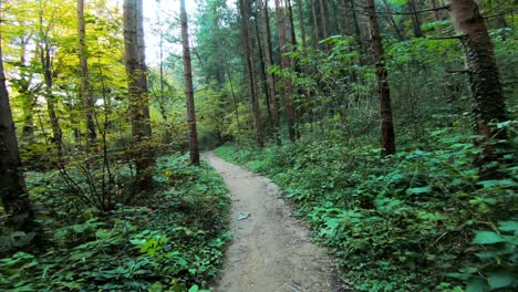 Vista-En-Primera-Persona-De-Una-Caminata-Por-Un-Sendero-Boscoso