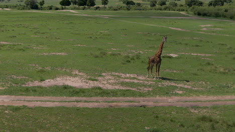 Amazing-drone-shot-of-giraffe-in-african-savannah