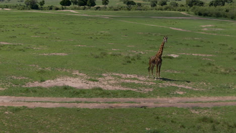 increíble foto de dron de jirafa en la sabana africana
