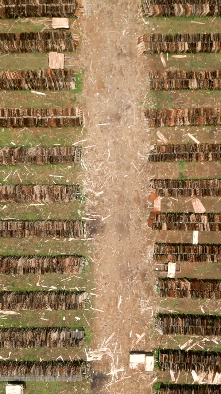 Aerial View of Tobacco Leaves Drying in Rows