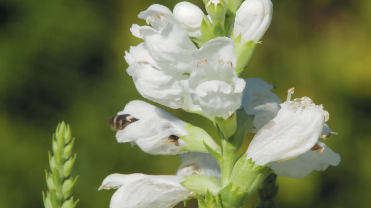 abeja melífera en flores blancas de plantas obediente recogiendo polen y néctar para hacer miel - cerrar