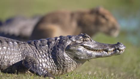 Capybara and caiman in shallow focus, rack focus pulls between species sharing grassy wetland edge on sunny day