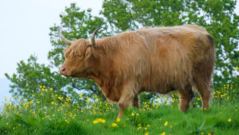 highland cattle with big horns and shaggy hair chewing and eating grass in field with beautiful yellow buttercup flowers