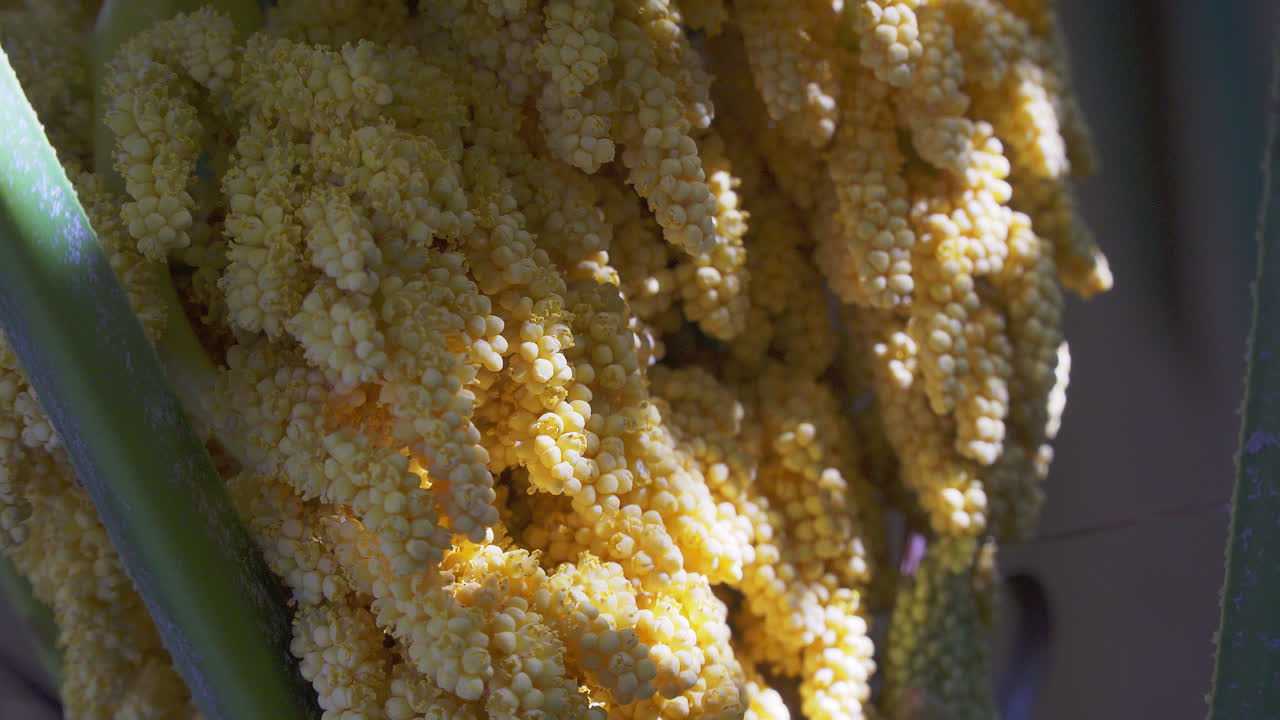 primer plano de las flores amarillas en flor y las hojas verdes de la palmera trachycarpus como fondo tropical natural