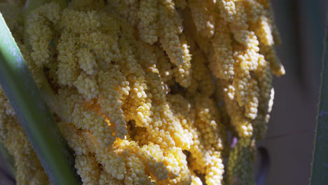 primer plano de las flores amarillas en flor y las hojas verdes de la palmera trachycarpus como fondo tropical natural