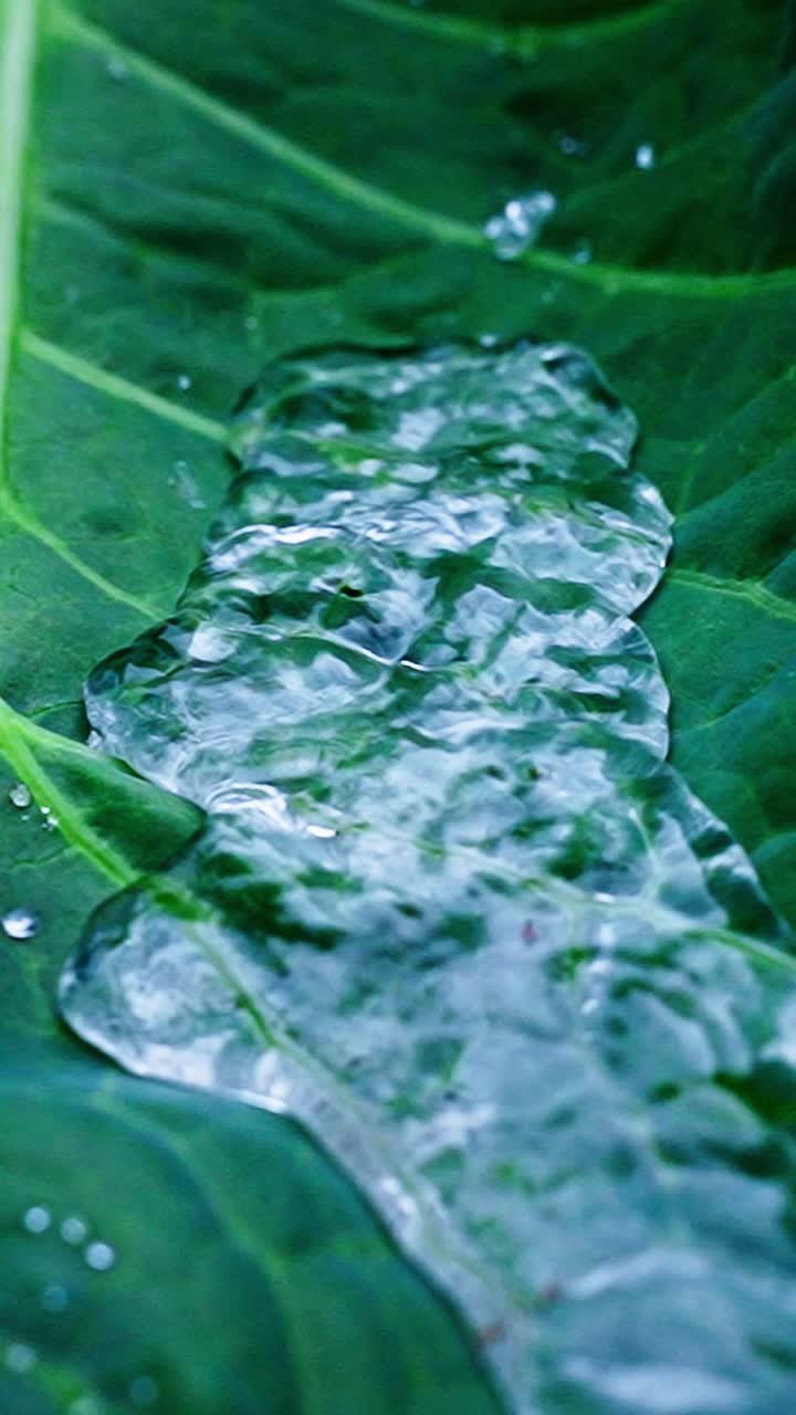 Discover the tranquility of water trickling over a vibrant green leaf, showcasing nature's beauty and the life that thrives in this serene environment