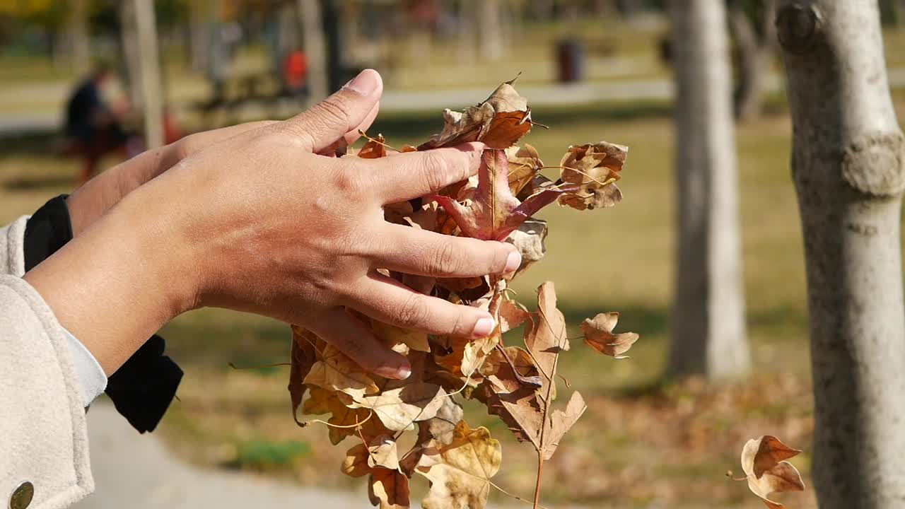 Hands Picking Up Autumn Leaves in a Park