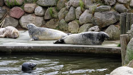 grey seals resting on a stone slab in zoo - wide, slow motion