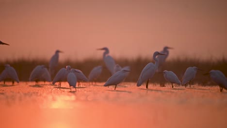 Herde-Silberreiher-In-Backlit