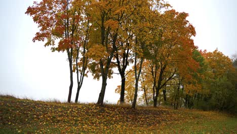 shot of fall-color trees at the park against cloudy sky on a foggy sunrise in autumn morning