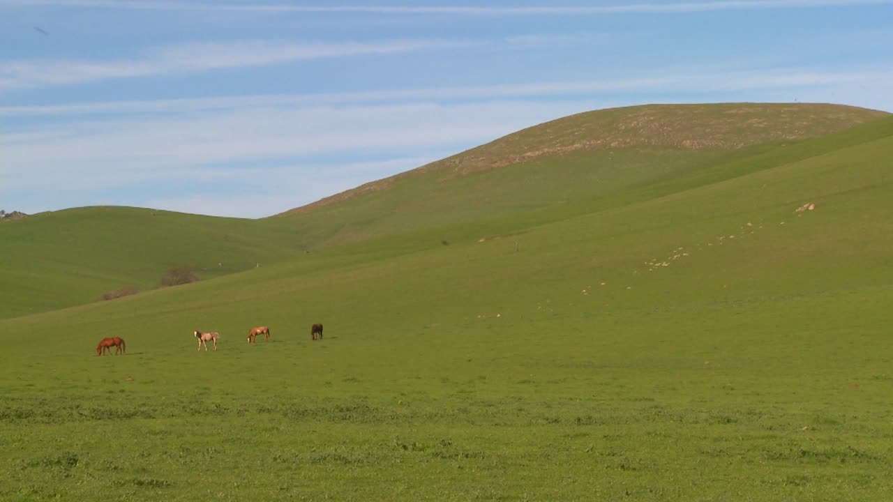 초록 들판은 먼 곳에서 풀을 뜯고 있는 말과 함께 깊고 푸른 하늘을 배경으로 수평선으로 굴러간다