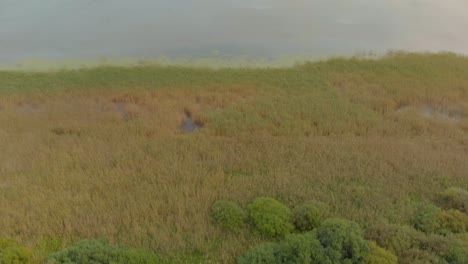 Dense-condensed-woods-of-Vortsjarv-lake-Estonia-aerial