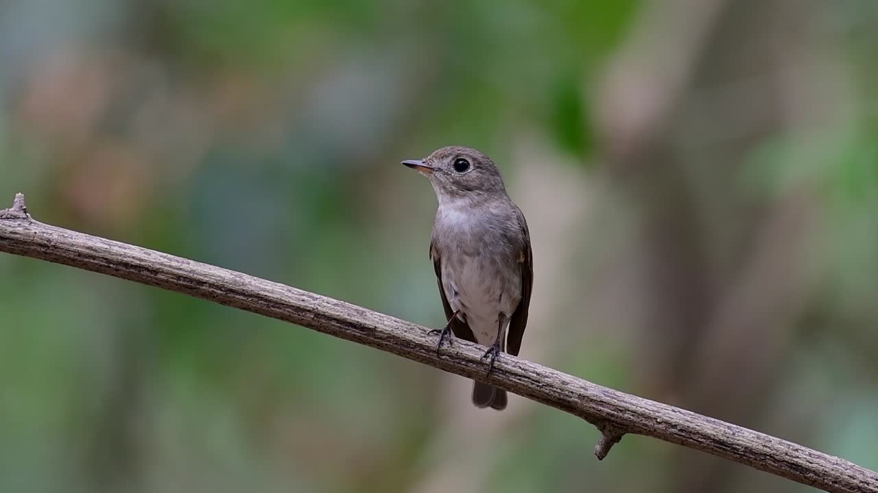 el papamoscas marrón asiático es un pequeño pájaro paseriforme que se reproduce en japón, himalaya y siberia