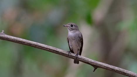 el papamoscas marrón asiático es un pequeño pájaro paseriforme que se reproduce en japón, himalaya y siberia