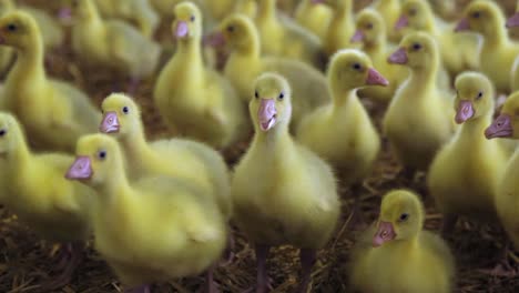 goslings walking towards camera on hay in indoor farm in spring