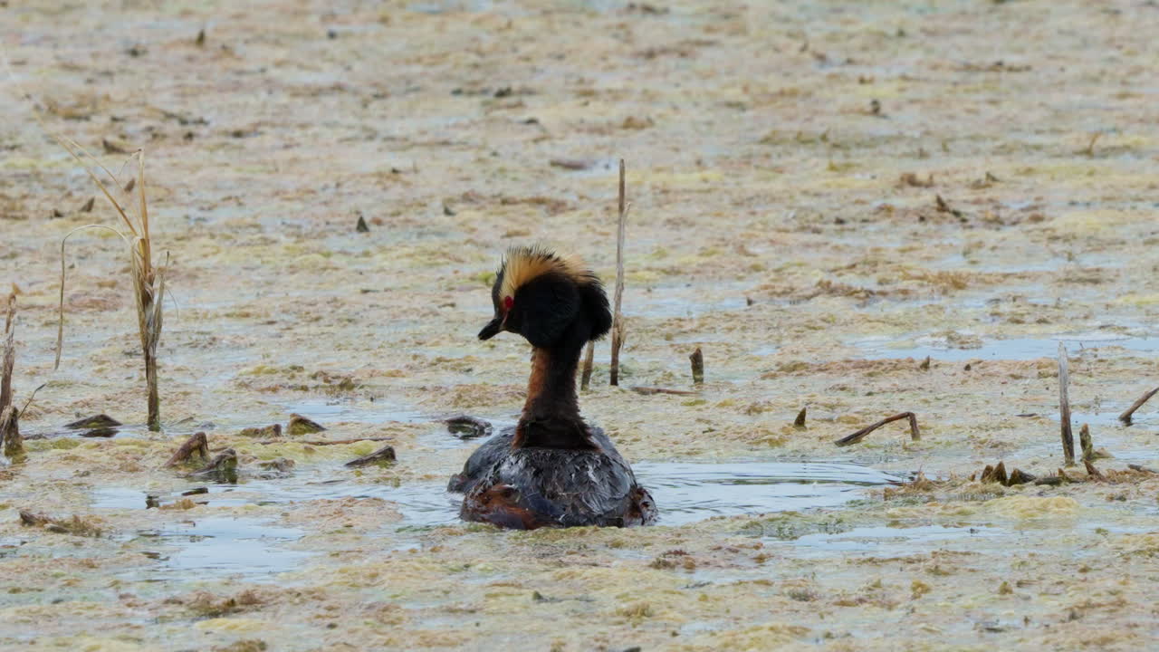 una pareja de grebes con cuernos nadando en el pantano en yukon, canadá