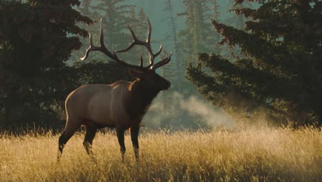 bull elk in 4k on a chilly morning, its breath in the stunning mist of fog full body