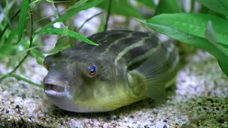puffer fish ( tetraodontidae ) lying on river bed motionlessly. side view, ground level footage