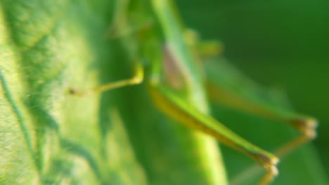 green grasshopper on a leaf