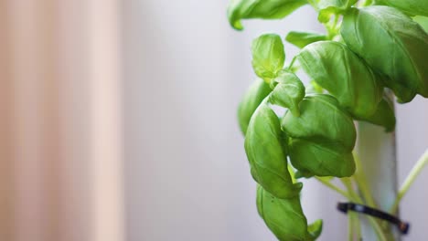 Close-up-of-basil-on-a-balcony