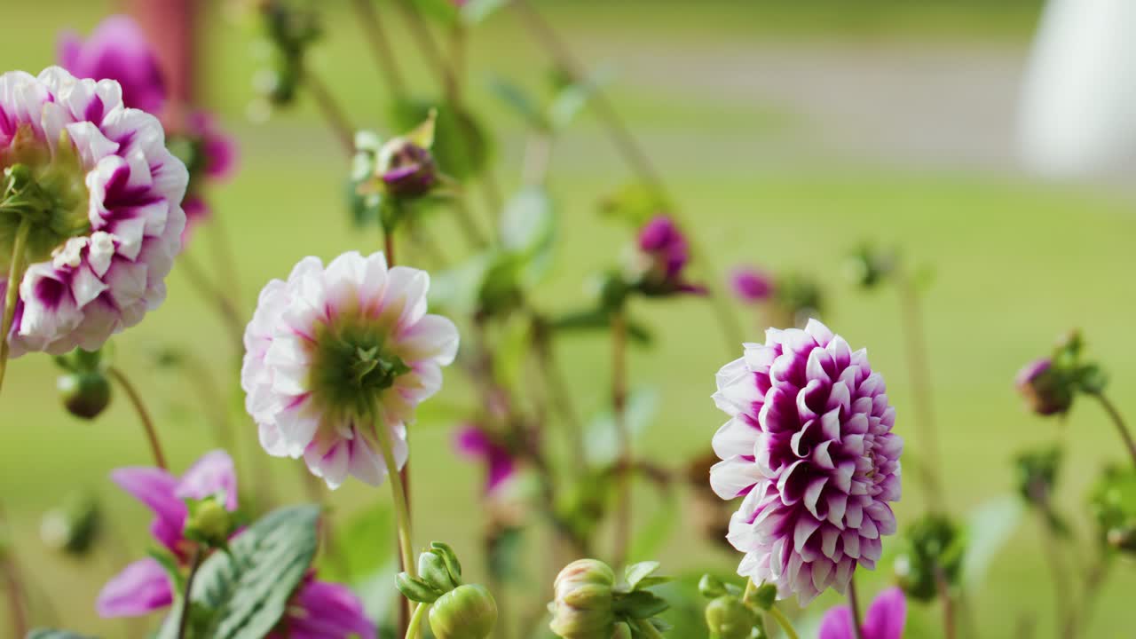 Bride in white dress walks past blooming flowers, soft daylight, shallow focus, gentle camera pan