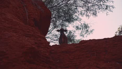 a cow standing on the edge of a red canyon in vietnam