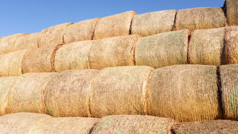 enorme pila con balas de paja. agricultura