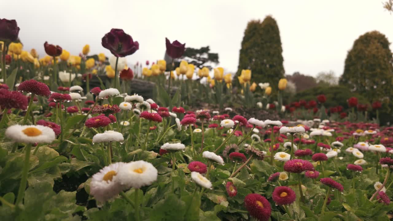 impresionantes imágenes de cerca de diversas flores