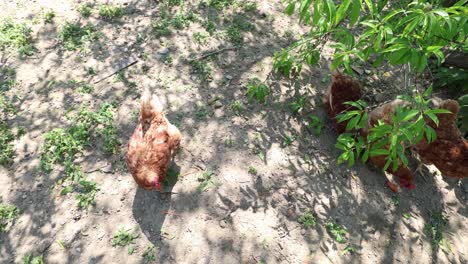 Many-red-chickens-on-a-summer-day-in-the-village