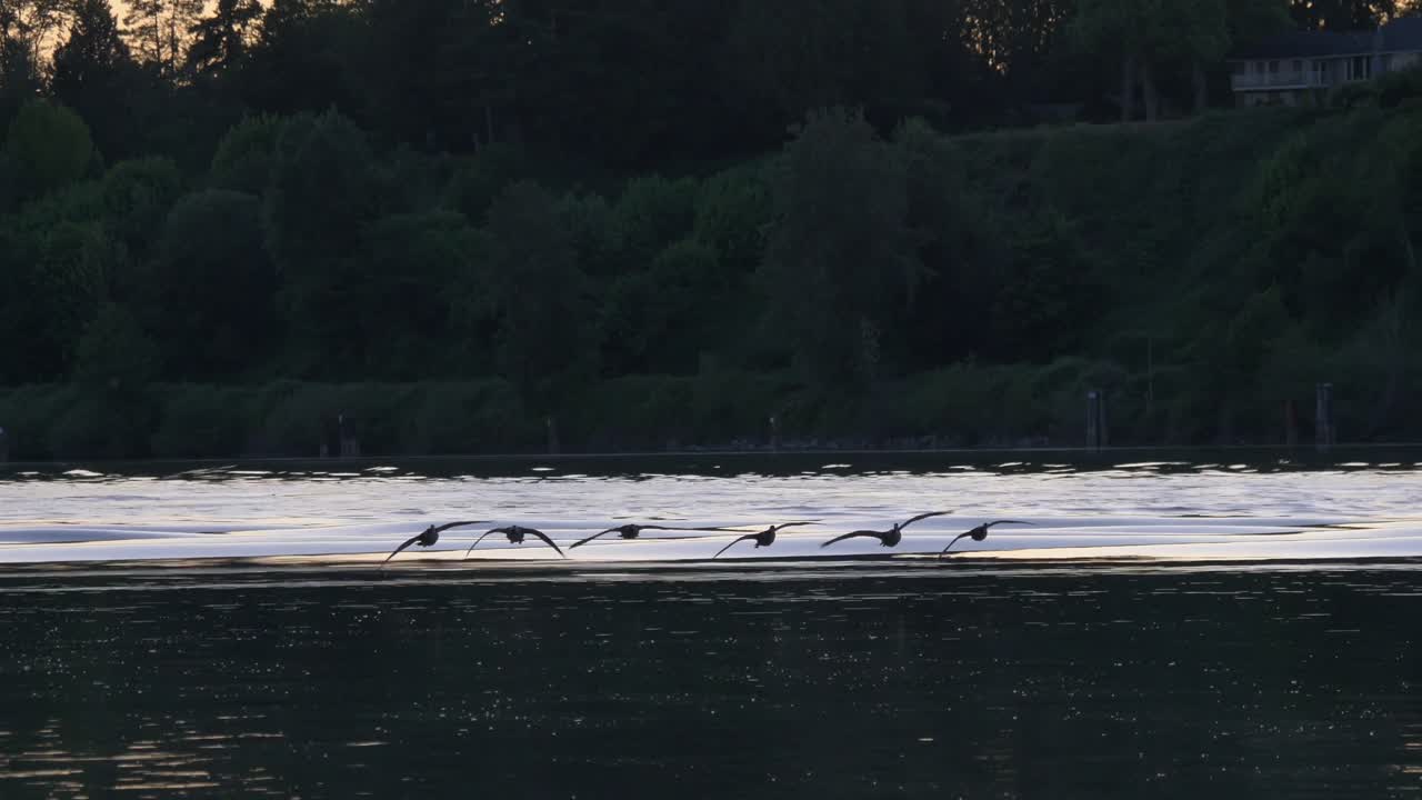 캐나다 거위 들 이 날아가서 프레이저 강 에 있는 물 에 착륙 하였다
