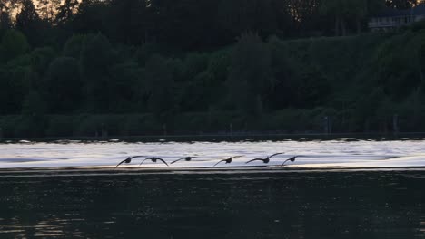 canadian geese flying then landed in the water in fraser river