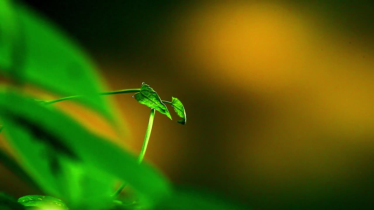 pequeña planta de hoja verde en la sabana brasileña - vista macro aislada